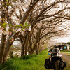 桜とバイク