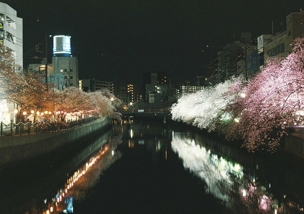 大岡川の夜桜