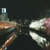 大岡川の夜桜