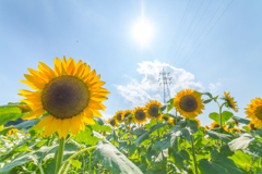 夏の太陽に照らされて