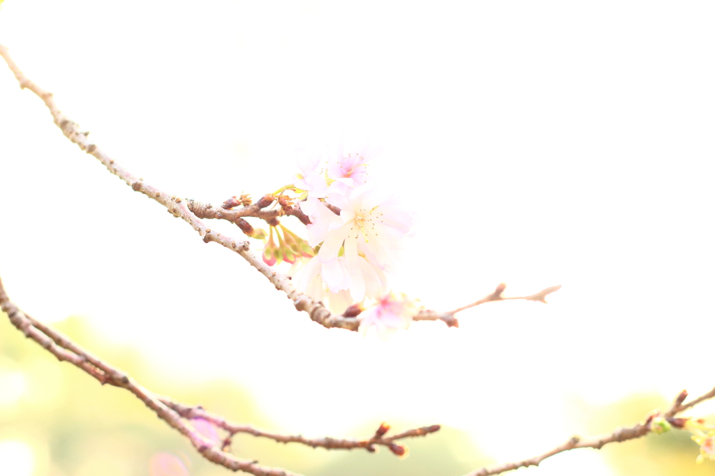 秋なのに