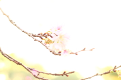 秋なのに