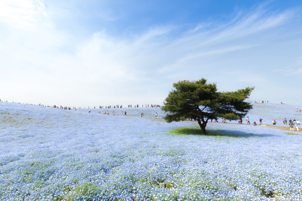 桜だけじゃない春の花