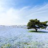 桜だけじゃない春の花