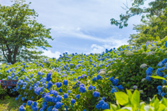 晴天に雨の花