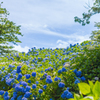 晴天に雨の花