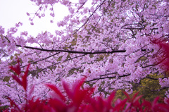 燃える桜満開