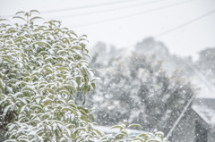 First snow