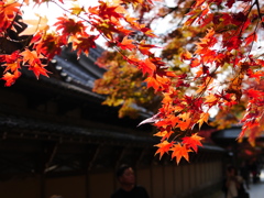 永源寺の紅葉（7）