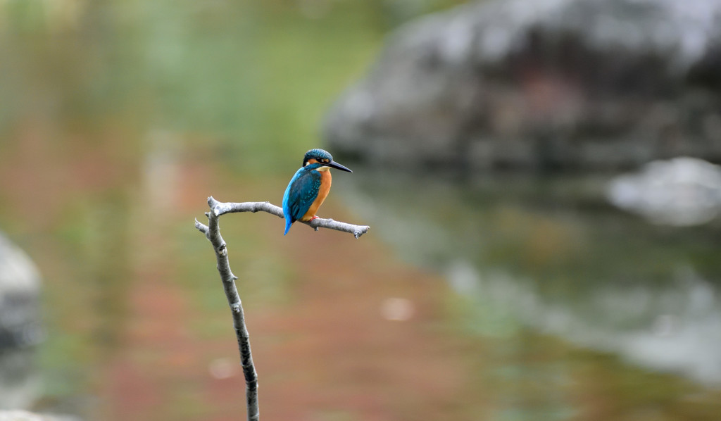 久々のホバから飛び込み１