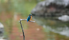 久々のホバから飛び込み１