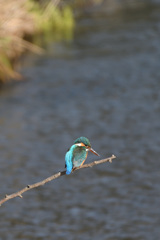 川のカワセミ1