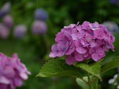 雨の日の紫陽花2