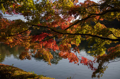 紅葉（いつもの公園）