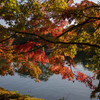紅葉（いつもの公園）