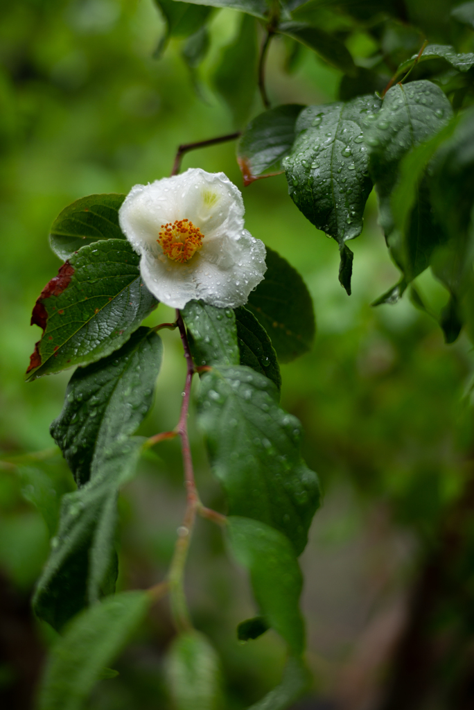 沙羅双樹の花