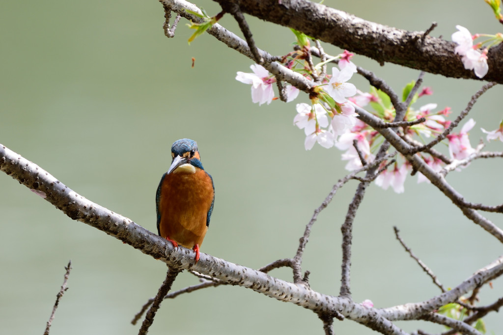 カワちゃんのお花見