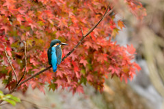 紅葉バックのカワセミ