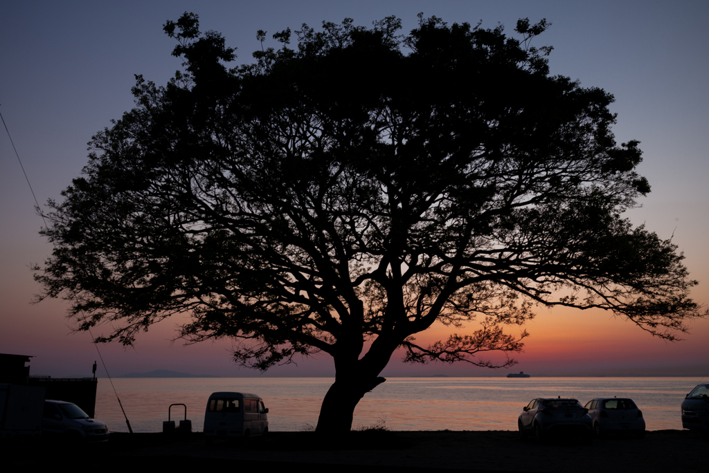 一本の木（夕日）