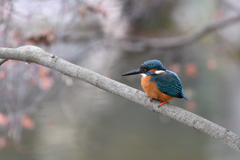 冬色の公園で(1)