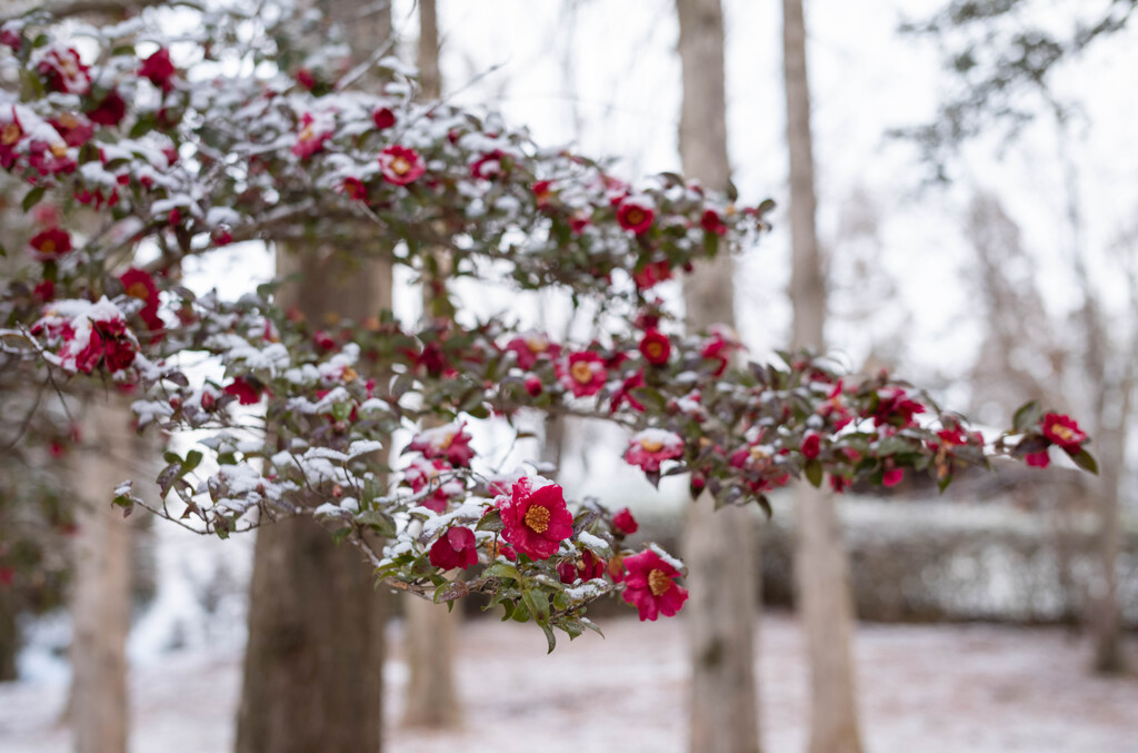 雪化粧２（いつもの公園）