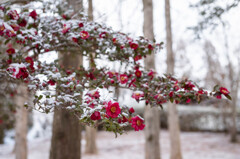 雪化粧２（いつもの公園）