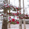 雪化粧２（いつもの公園）