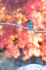 今季初の紅葉カワちゃん