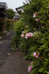長閑な散歩道から(250)路地に咲く花