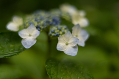 額紫陽花