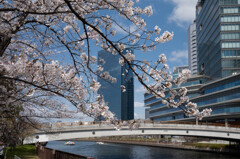 水の都の桜