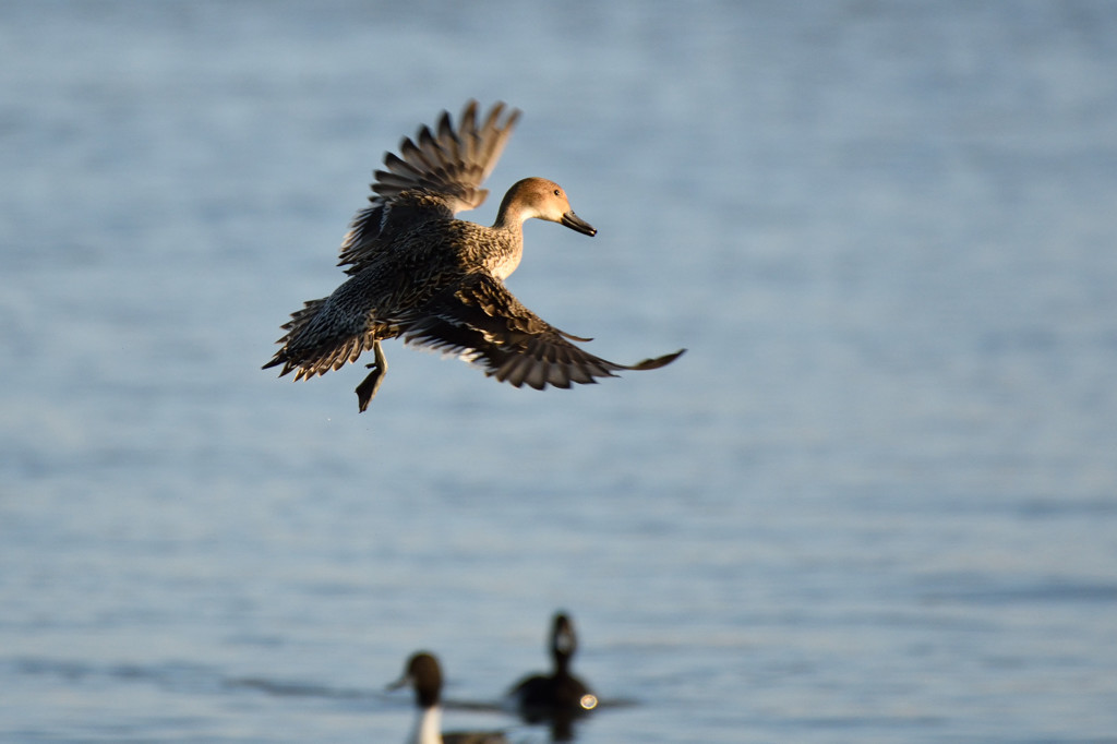 カモの決めポーズ