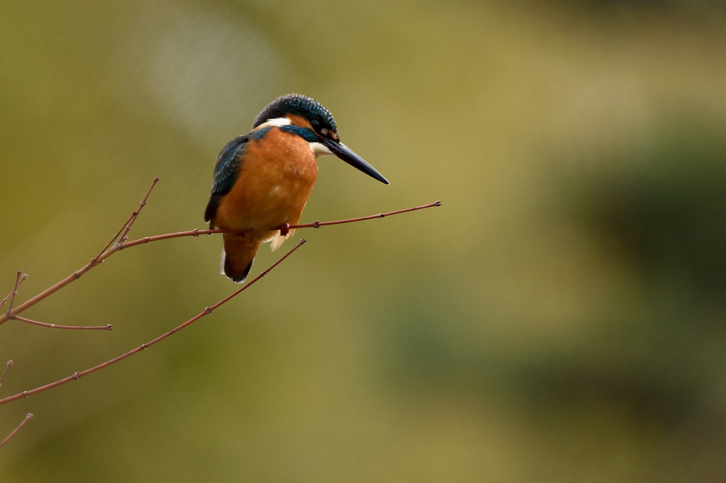 カワセミ本日のとまりもの１