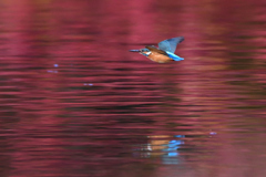 紅葉に染まる公園で3