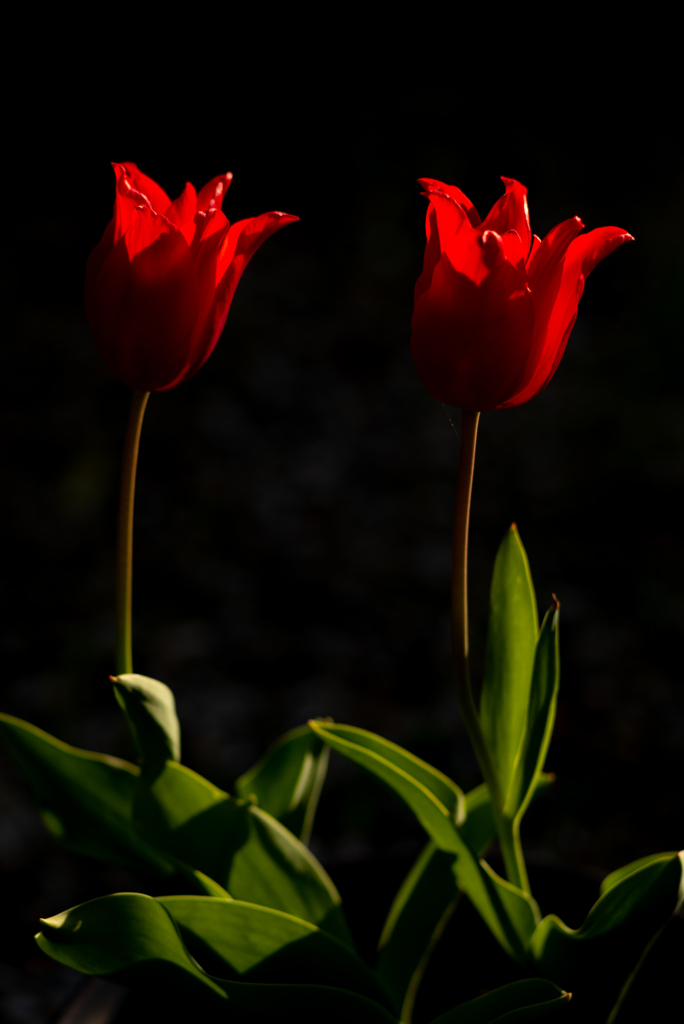 真紅