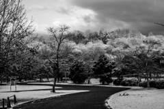 雪化粧（いつもの公園）