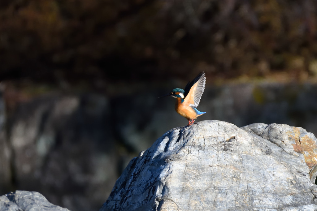 カワちゃん体操