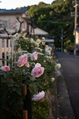 長閑な散歩道から１９８（夕暮れ）