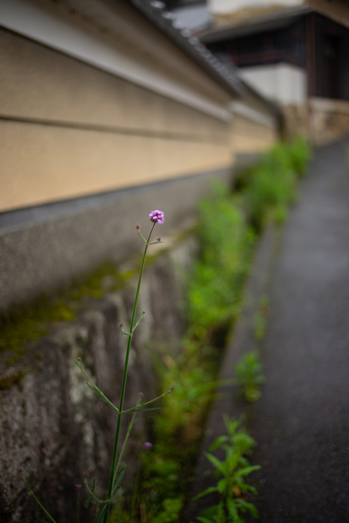 路傍の花１５