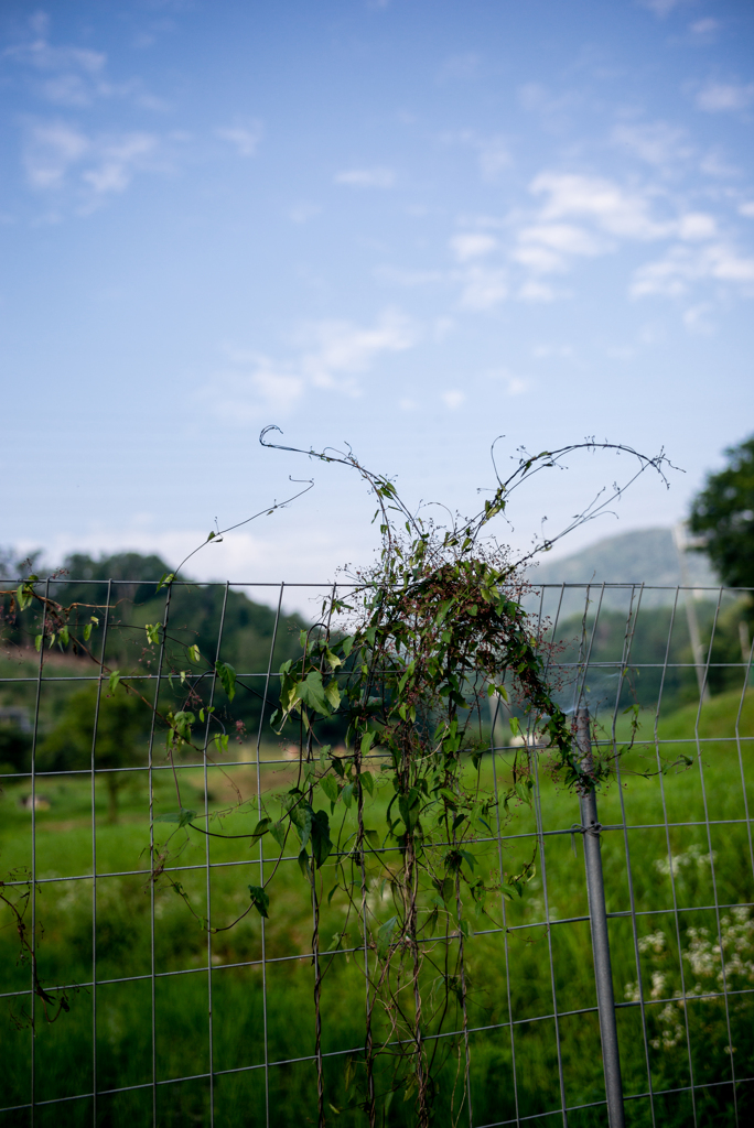 長閑な散歩道から５３（リース）