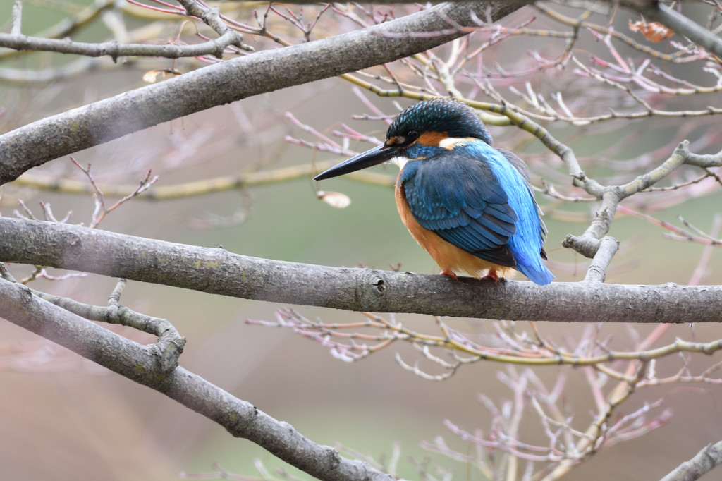 カワセミ本日のとまりもの２