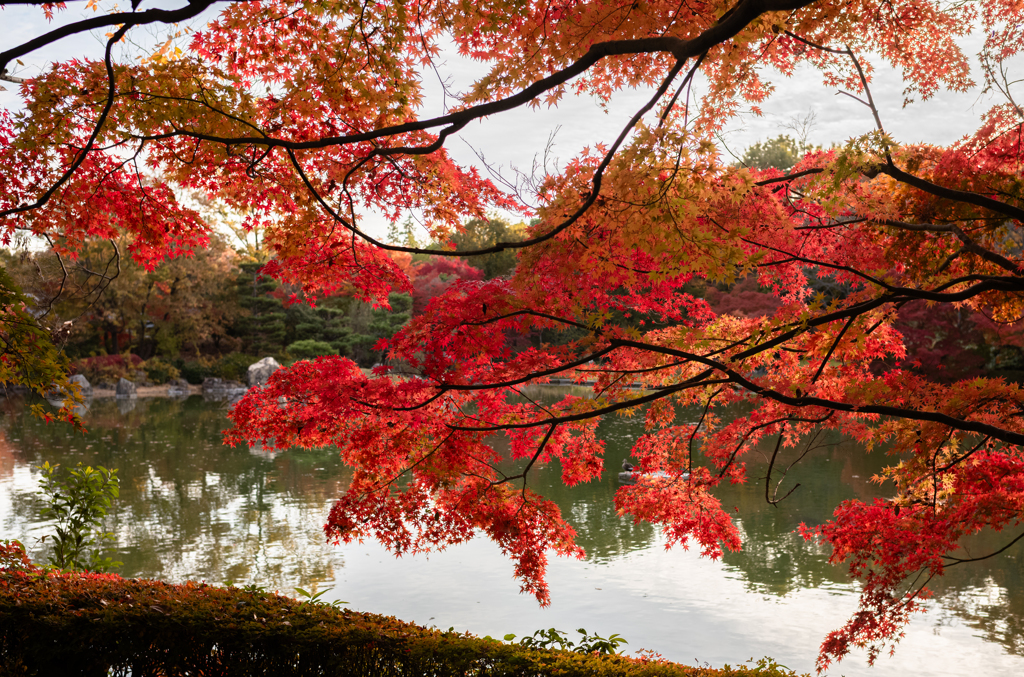 紅葉２（いつもの公園）
