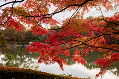 紅葉２（いつもの公園）