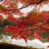 紅葉２（いつもの公園）