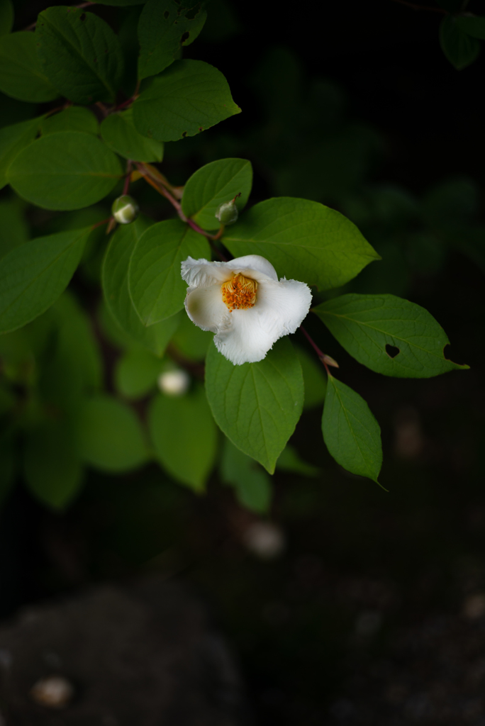 庭花2