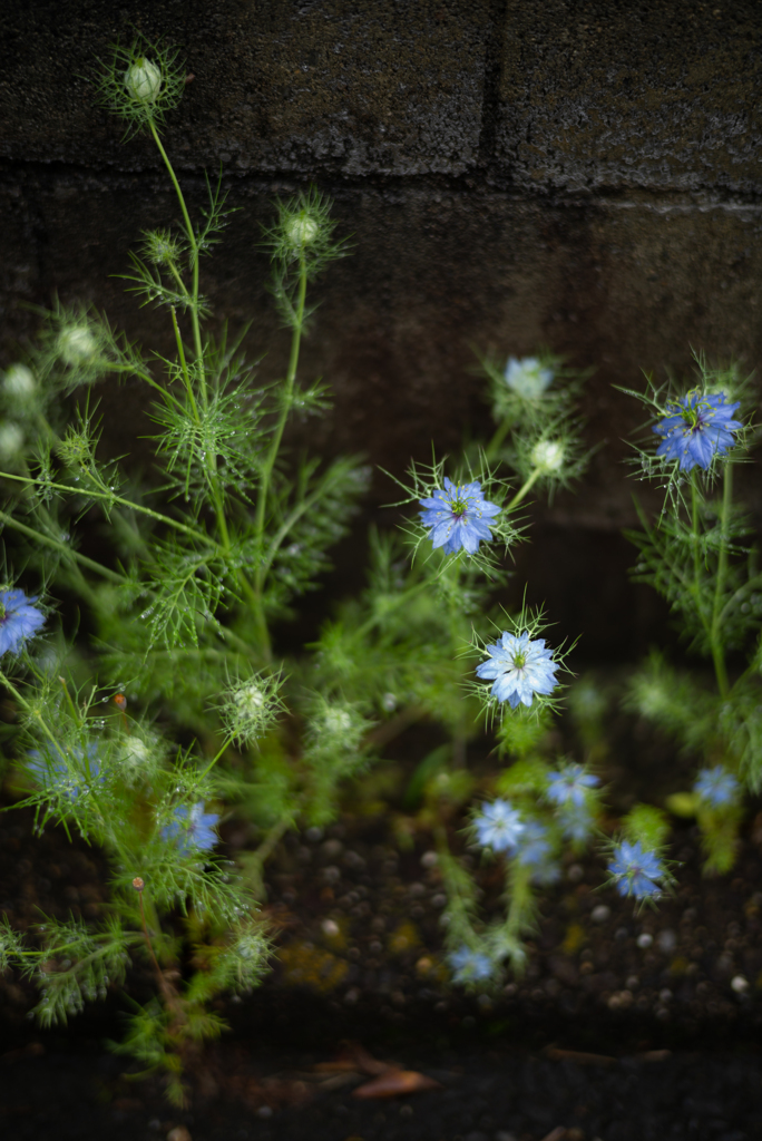 路傍の花１１