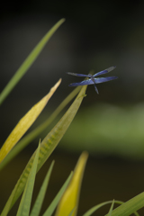 水の森（その４）