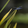 水の森（その４）