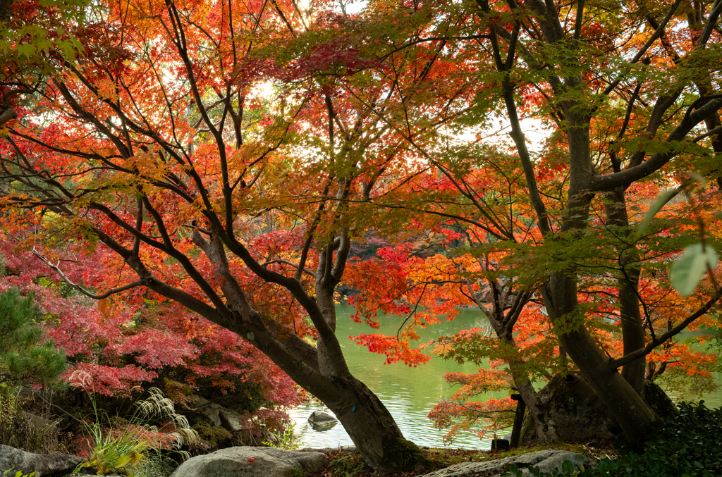 紅葉（いつもの公園）