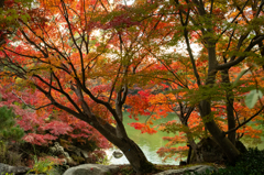 紅葉（いつもの公園）